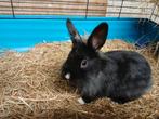 Zwart dwergkonijn mannetje, Dieren en Toebehoren, Konijnen, Mannelijk, Dwerg, 0 tot 2 jaar