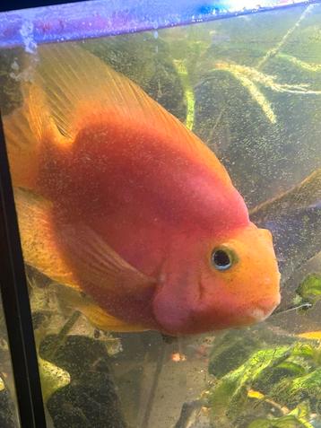 Papegaai vis 37cm groot, pracht beest! beschikbaar voor biedingen