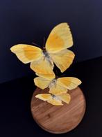 Prachtige vlucht van 3 echte Phoebis Rurina-vlinders, Nieuw, Opgezet dier, Ophalen of Verzenden, Insect