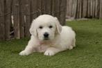 Prachtige Golden retriever pups (ouders aanwezig), Golden retriever, België, CDV (hondenziekte), 8 tot 15 weken