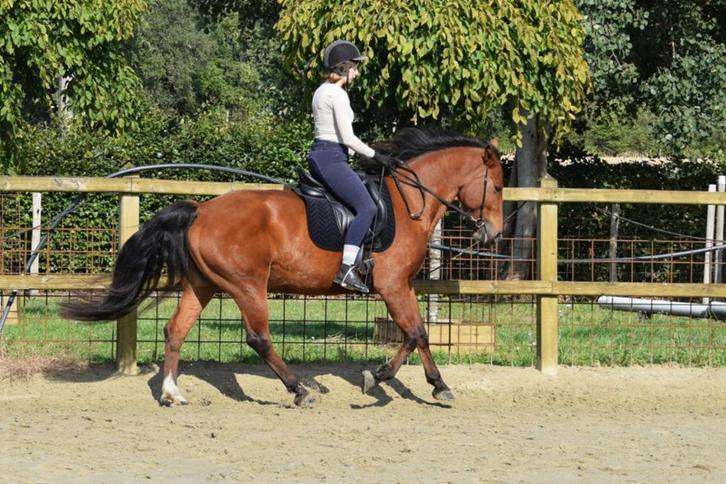 Fantastische freiberger, Dieren en Toebehoren, Paarden, Merrie, L, Minder dan 160 cm, 3 tot 6 jaar, Recreatiepaard, Met stamboom