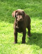 Labrador  pups op boerderij geboren(geteste ouders), Dieren en Toebehoren, CDV (hondenziekte), Meerdere, 8 tot 15 weken, België