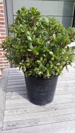 Crassula ovata (jadeplant), Jardin & Terrasse, Enlèvement