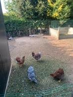 Wyandotte kippen te koop., Dieren en Toebehoren, Pluimvee