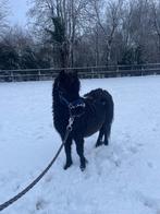 Falabella x mini Shetland hengst, Dieren en Toebehoren, 0 tot 2 jaar, Hengst, A pony (tot 1.17m), Met stamboom