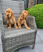engelse cocker pups, Dieren en Toebehoren, België, 15 weken tot 1 jaar, CDV (hondenziekte), Meerdere