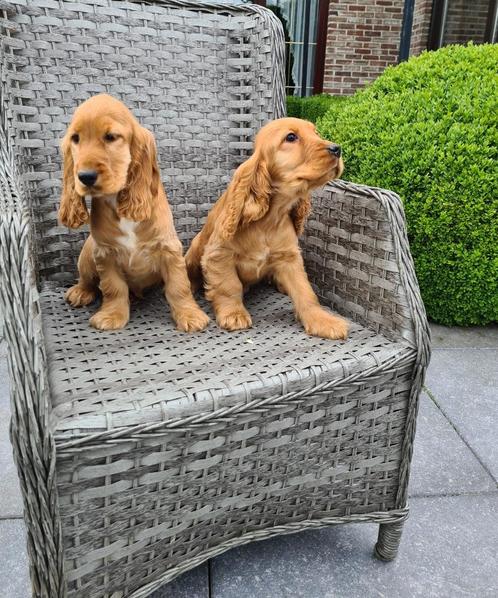 engelse cocker pups, Dieren en Toebehoren, Honden | Retrievers, Spaniëls en Waterhonden, Meerdere dieren, Spaniël, Fokker | Professioneel