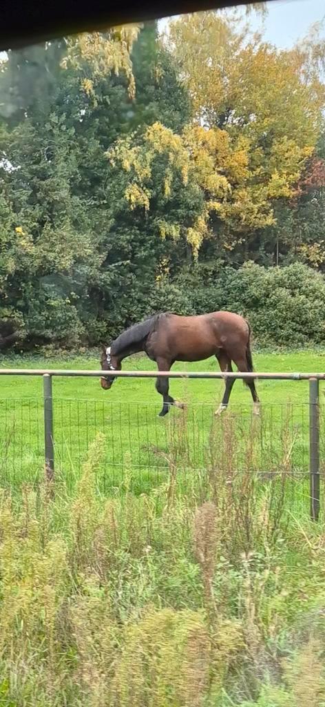 Jaarling hengst Dourkan Hero Z (moederlijn CENTO), Dieren en Toebehoren, Paarden