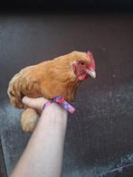 Orpington, Dieren en Toebehoren, Meerdere dieren, Kip