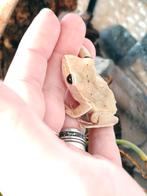 Witlipboomkikker, Dieren en Toebehoren