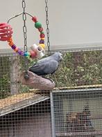 Grijze roodstaart pop, Dieren en Toebehoren, Vogels | Parkieten en Papegaaien, Vrouwelijk, Papegaai, Geringd