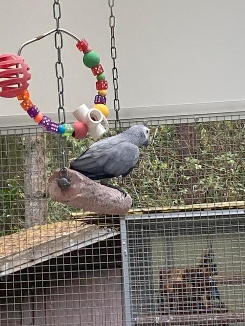 Grijze roodstaart pop, Dieren en Toebehoren, Vogels | Parkieten en Papegaaien, Papegaai, Vrouwelijk, Geringd