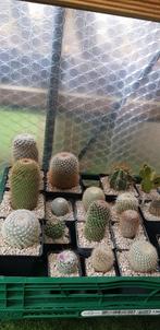 Mooie cactussen, Maison & Meubles, Plantes d'intérieur, Enlèvement ou Envoi