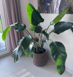 Paradijsvogelplant, Huis en Inrichting, Kamerplanten, Ophalen