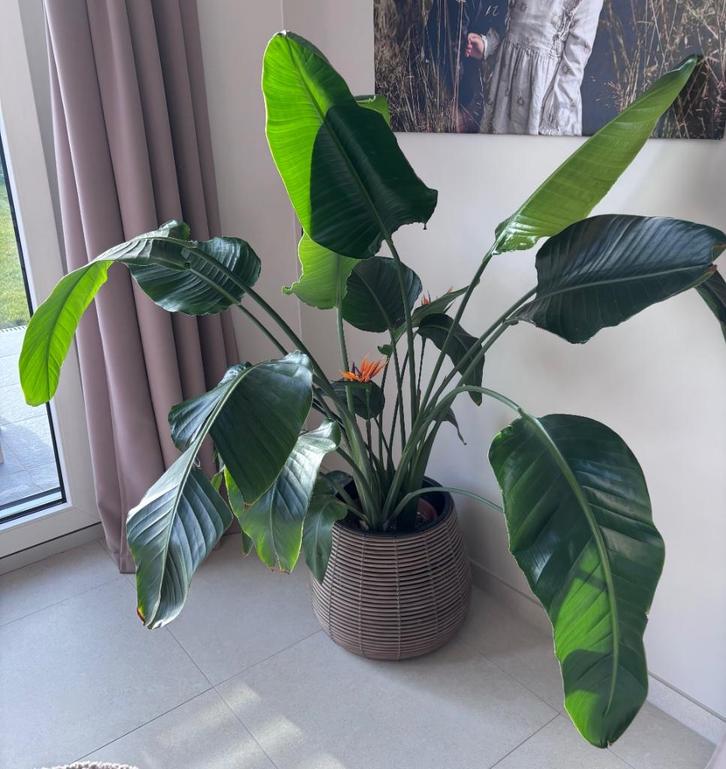 Paradijsvogelplant, Huis en Inrichting, Kamerplanten, Ophalen