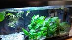 Groot Aquarium te koop 1 meter lang 60 cm hoog, Ophalen, Zo goed als nieuw