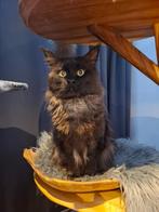 Te koop herplaatser maine coon kater, Animaux & Accessoires, Chats & Chatons | Chats de race | Poil long, Chat, Vermifugé, 3 à 5 ans