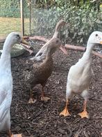 2x koppel indische loopeenden, Dieren en Toebehoren, Meerdere dieren, Eend