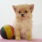 Pomchi (teefjes) Belgische puppy's te koop, België, CDV (hondenziekte), 8 tot 15 weken, Teef