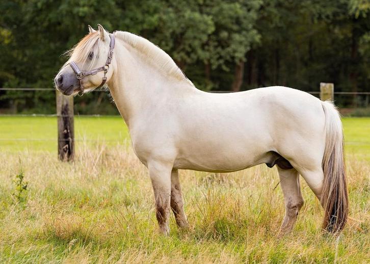 Super leuke fjord voor halve stal aangeboden, Dieren en Toebehoren, Paarden, Hengst