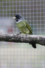Vinksnavel Buulbuul, Dieren en Toebehoren, Meerdere dieren, Tropenvogel, Geringd
