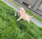 Amerikaanse Stafford reutje, Dieren en Toebehoren, Honden | Jack Russells en Terriërs, België, CDV (hondenziekte), 8 tot 15 weken
