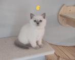 Brits korthaar kitten Lilac Point (in optie), Meerdere dieren, Gechipt, 0 tot 2 jaar