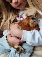 Handtam zijdehoen haantje, Dieren en Toebehoren, Pluimvee