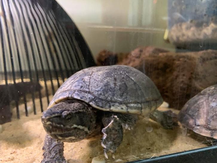 Musk schildpad, Dieren en Toebehoren, Reptielen en Amfibieën, Schildpad