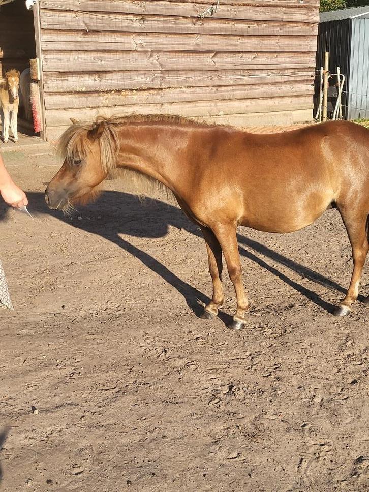 Amha fokmerrie, Dieren en Toebehoren, Paarden en Pony's | Dekhengsten en Fokmerries, Merrie