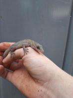 Koppel gouden gekko, Animaux & Accessoires