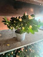 Azaleas, Tuin en Terras, Planten | Tuinplanten, Ophalen