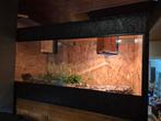 terrarium te koop. En 2 ball pythons, Dieren en Toebehoren, Tam