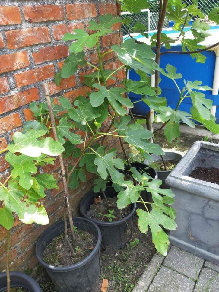vijgen boompjes, Tuin en Terras, Planten | Fruitbomen, Vijgenboom, 400 cm of meer, Zomer, Ophalen