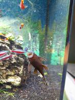 Zoet- en warmwater vissen. Ruitenkuiser, platy’s, tetra’s, Dieren en Toebehoren, Vissen | Aquariumvissen, Overige typen, Zoetwatervis