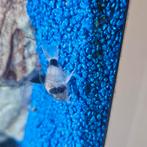 Panda corydoras, Dieren en Toebehoren