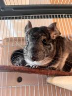 Chinchilla's, chinchilla, Dieren en Toebehoren, Chinchilla, Januari, Meerdere dieren, Tam