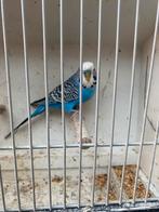 man grasparkiet met kuif split voor bf met vaste voetring 20, Dieren en Toebehoren, Vogels | Parkieten en Papegaaien, Meerdere dieren