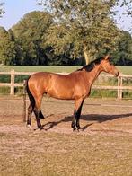 Dressuurpaard  heel fijn in de mond en aan de hulpen., Dieren en Toebehoren, Merrie, Gechipt, Dressuurpaard, 170 tot 175 cm
