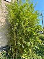 Gratis bamboe, Tuin en Terras, Planten | Struiken en Hagen, Ophalen, Bamboe