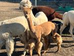 Gezocht 10 alpaca hengstveulens, Dieren en Toebehoren, Overige Dieren, Juni, Meerdere dieren