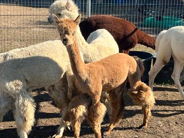 Gezocht 10 alpaca hengstveulens beschikbaar voor biedingen