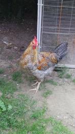 CREAM LEGBAR HAAN.!!!!!, Dieren en Toebehoren, Pluimvee