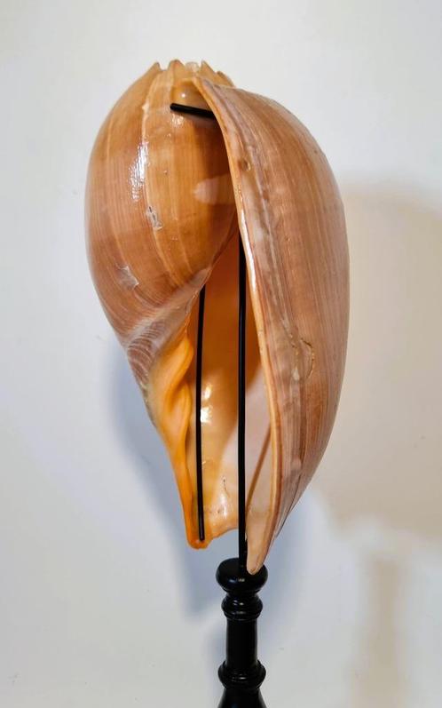 Meloen Schelp/Meloen Schell op standaard., Verzamelen, Mineralen en Fossielen, Schelp(en), Ophalen of Verzenden