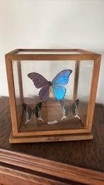 Vlinder in mooie houten stolp, Huis en Inrichting, Ophalen, Zo goed als nieuw