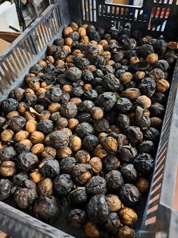 Okkernoten beschikbaar voor biedingen