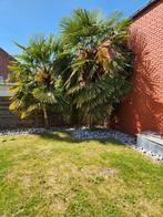 Palmbomen, Tuin en Terras, Planten | Bomen, Ophalen