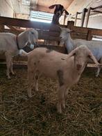 Lief bok lammetje nubisch x melkgeit, Mannelijk, Geit, 0 tot 2 jaar