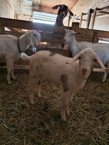Lief bok lammetje nubisch x melkgeit  beschikbaar voor biedingen