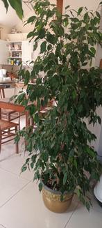 plant, Huis en Inrichting, Ophalen, Ficus, Halfschaduw, In pot